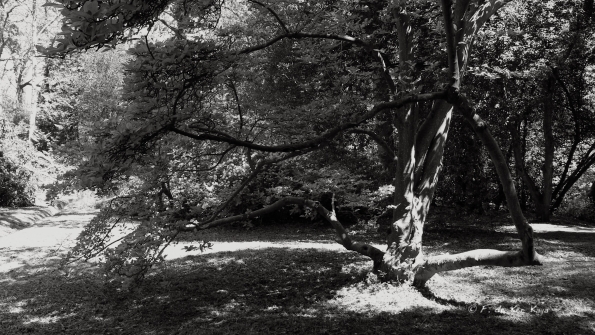 Bois des Moutiers (215) Mai 2012